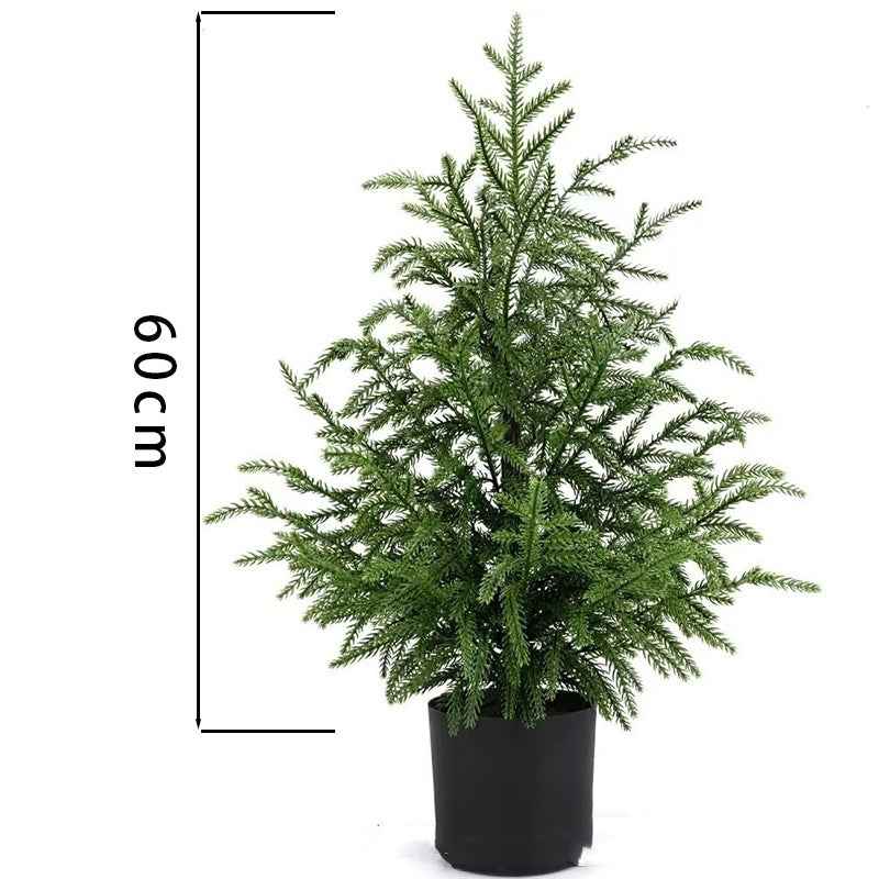 Norfolk Pine Christmas Tree