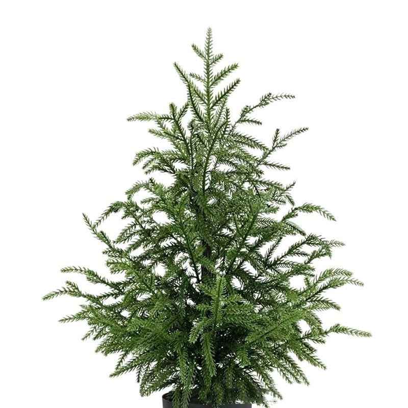 Norfolk Pine Christmas Tree