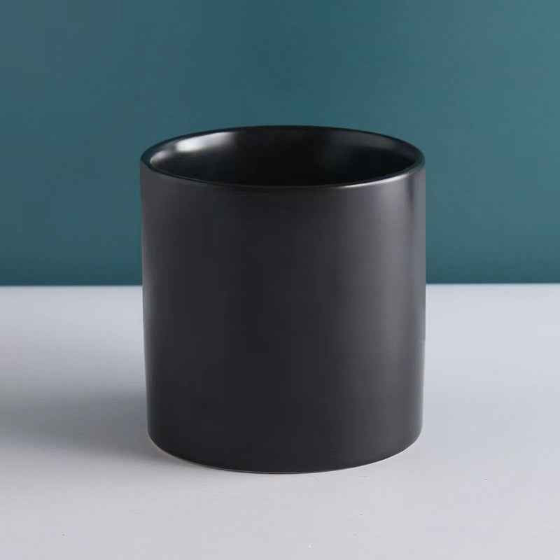 Norfolk Pine Christmas Tree