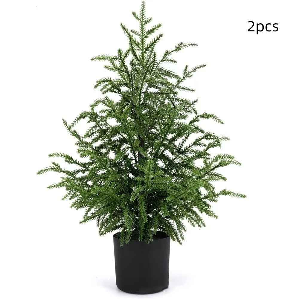 Norfolk Pine Christmas Tree